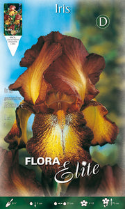 IRIS GERMANICA BRONZE (PAQUET DE 1 BULBE)