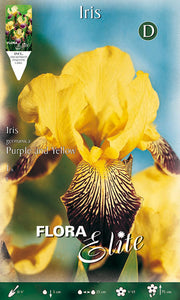 IRIS GERMANICA GIALLO E VIOLA (CONFEZIONE DA 1 BULBO)