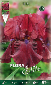 IRIS GERMANICA ROUGE (PAQUET DE 1 BULBE)