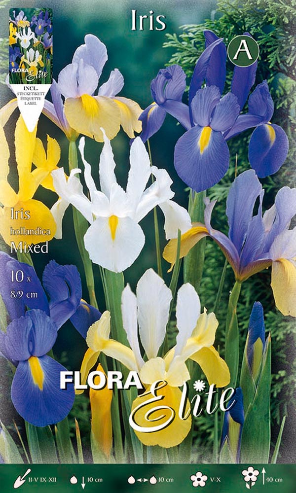 BULBI IRIS HOLLANDICA MIXED COLOR (CONFEZIONE DA 10 BULBI)