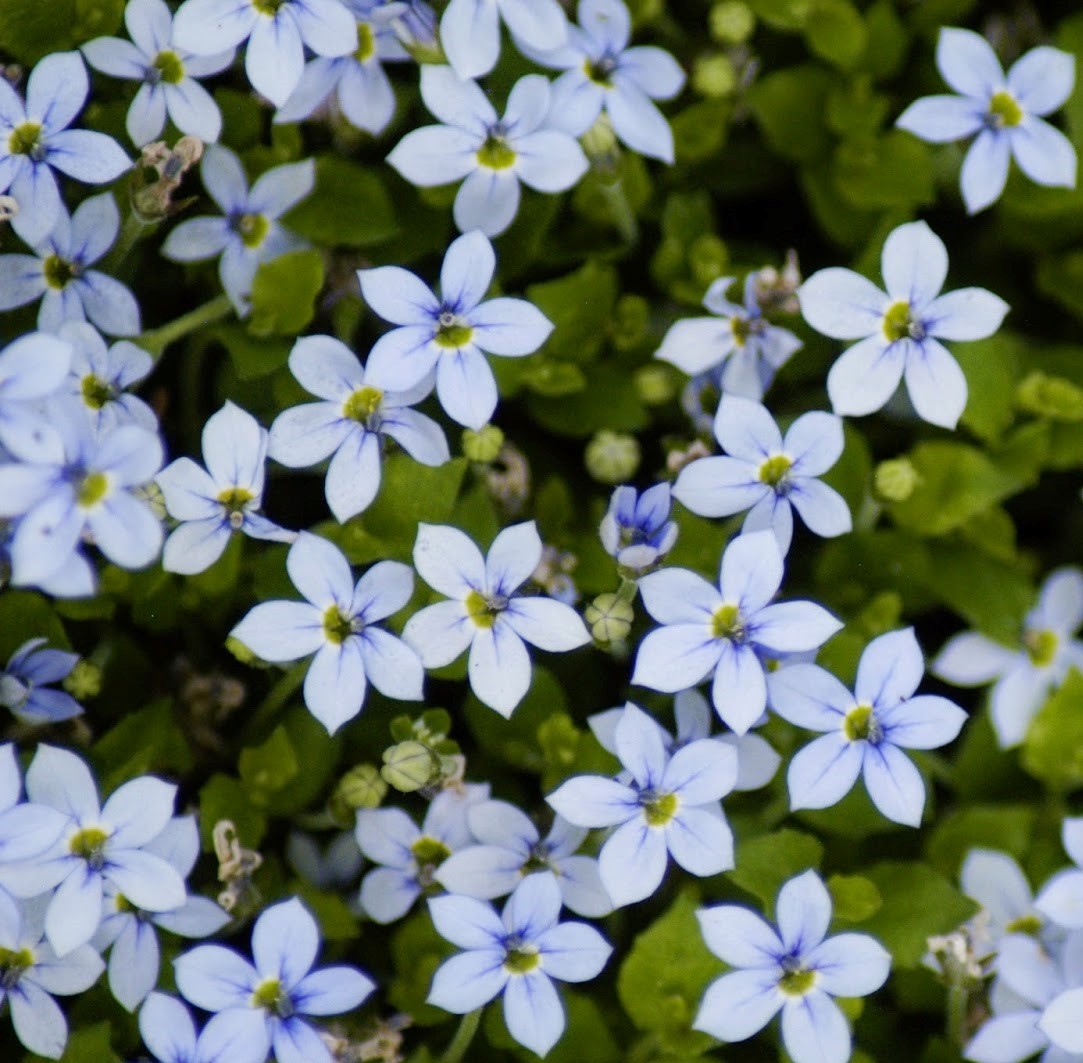ISOTOMA FLUVIATILIS VASO 17CM