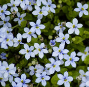 ISOTOMA FLUVIATILIS VASO 17CM