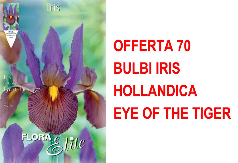 OFFERTA 70 BULBI IRIS HOLLANDICA EYE OF THE TIGER