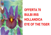 OFFERTA 70 BULBI IRIS HOLLANDICA EYE OF THE TIGER