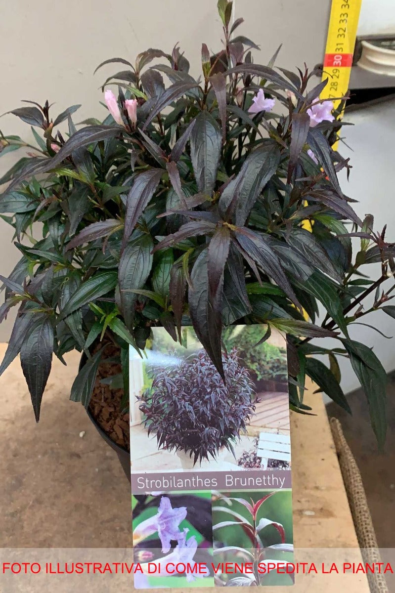 STROBILANTHES BRUNETTHY VASO 17CM