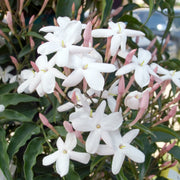 JASMINUM POLYANTHUM GELSOMINO MARZOLINO VASO 17CM