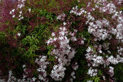 JASMINUM POLYANTHUM GELSOMINO VASO 12CM