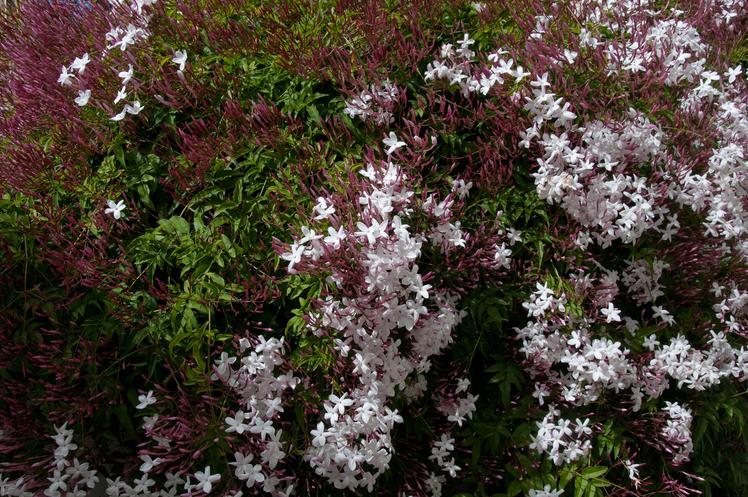 JASMINUM POLYANTHUM GELSOMINO VASO 12CM