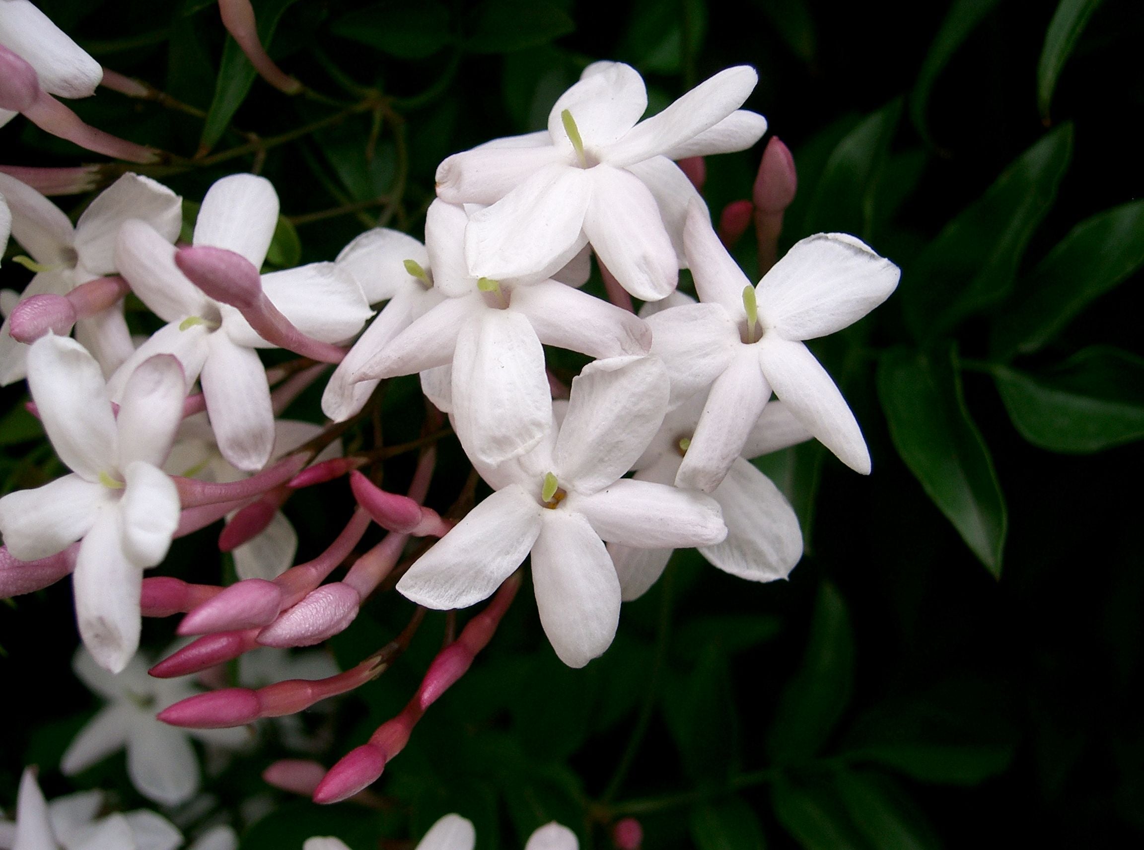 JASMINUM POLYANTHUM GELSOMINO VASO 17CM
