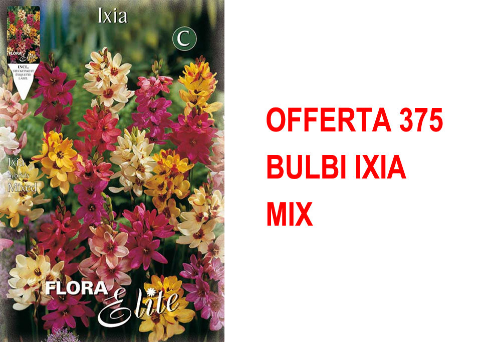 OFFERTA 375 BULBI IXIA MIX