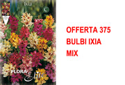 OFFERTA 375 BULBI IXIA MIX