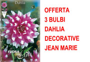 OFFERTA 3 BULBI DI DAHLIA DECORATIVE JEAN MARIE