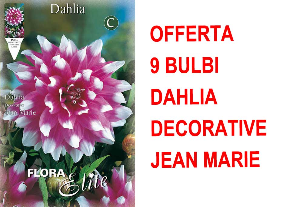 OFFERTA 9 BULBI DI DAHLIA DECORATIVE JEAN MARIE