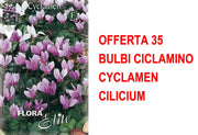 OFFERTA 35 BULBI CICLAMINO CYCLAMEN CILICIUM
