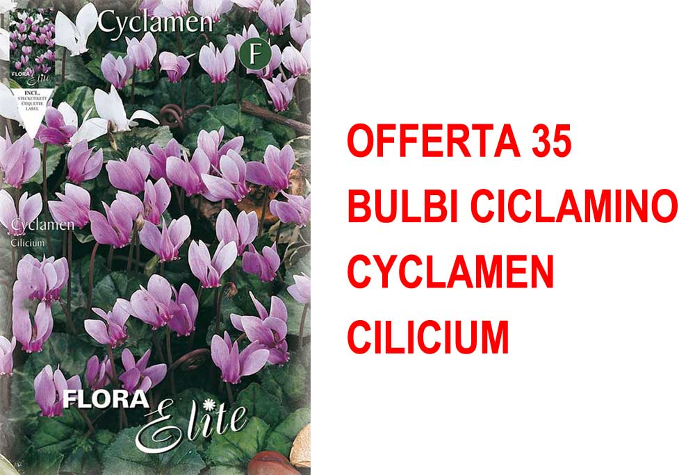 OFFERTA 35 BULBI CICLAMINO CYCLAMEN CILICIUM