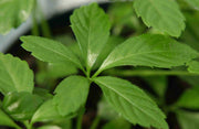 GYNOSTEMMA PENTAPHYLLUM (1 PIANTA)