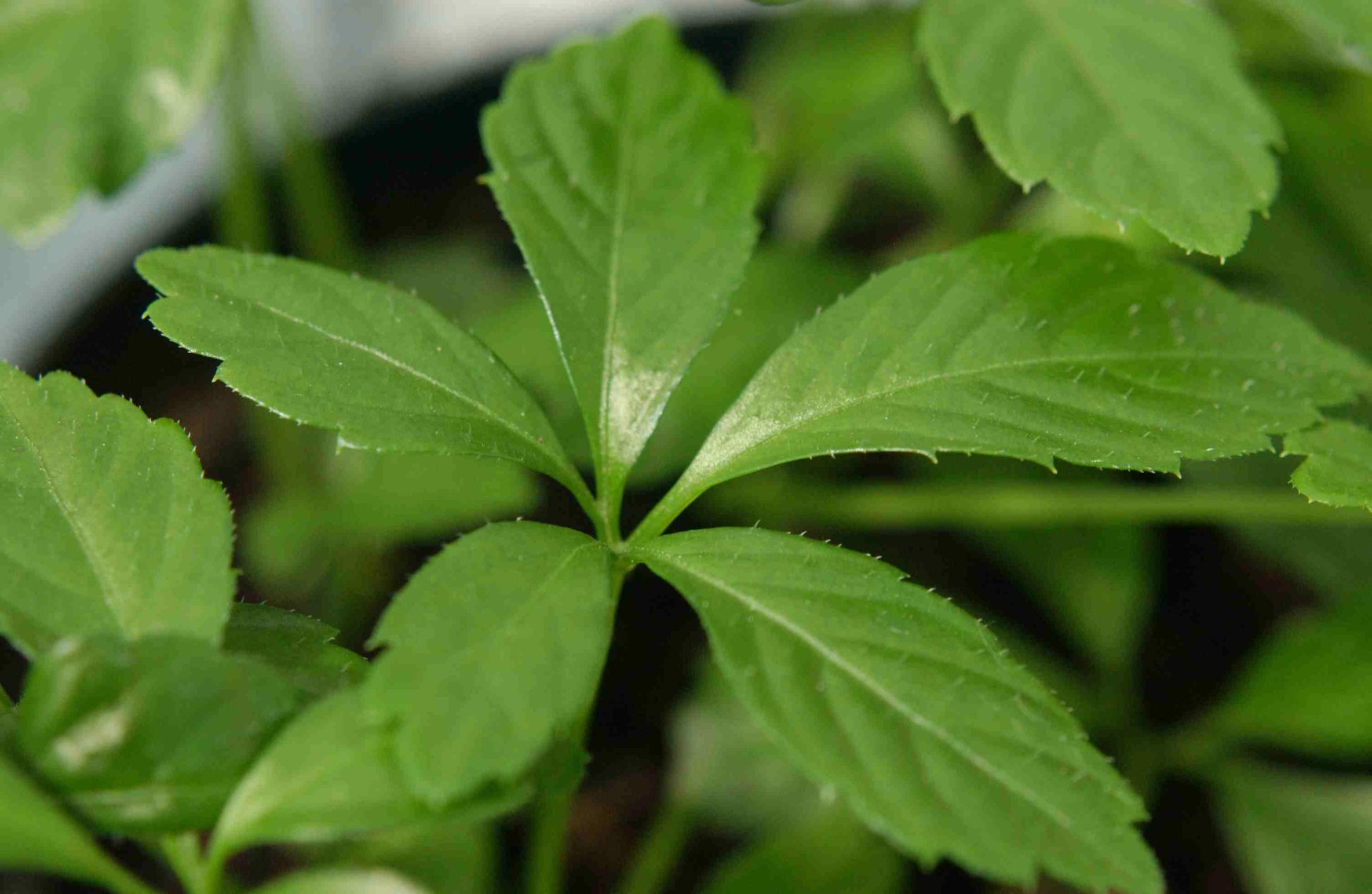 GYNOSTEMMA PENTAPHYLLUM (1 PIANTA)