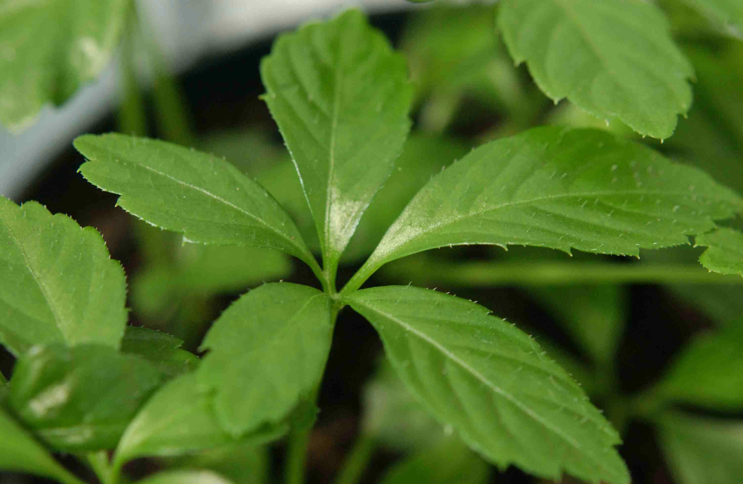 GYNOSTEMMA PENTAPHYLLUM (1 PIANTA)