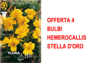 OFFERTA 4 BULBI HEMEROCALLIS STELLA D'ORO