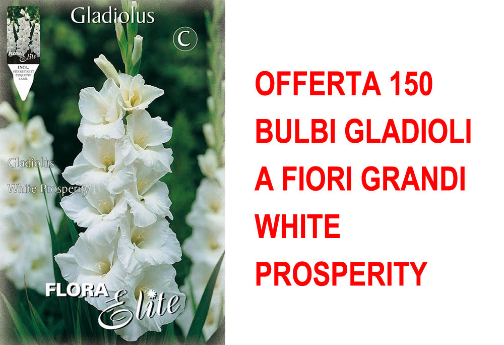 OFFERTA 150 BULBI GLADIOLI A FIORI GRANDI WHITE PROSPERITY