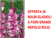 OFFERTA 30 BULBI GLADIOLI A FIORI GRANDI REPOLIO ROJO