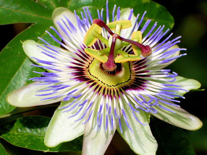PASSIFLORA CAERULEA IN VASO 18CM