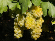 UVA MOSCATO GIALLO VASO 18CM