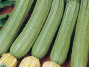 3 PIANTE IN VASO Ø10CM DI ZUCCHINO LEVANTE ALBERELLO DI SARZANA