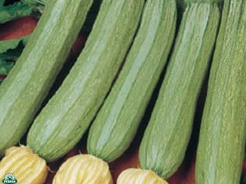 3 PIANTE IN VASO Ø10CM DI ZUCCHINO LEVANTE ALBERELLO DI SARZANA