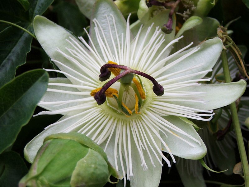 PASSIFLORA CONSTANCE ELLIOT VASO 16CM
