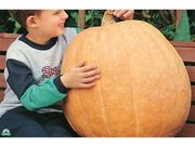 3 PIANTE IN VASO Ø10CM DI ZUCCA QUINTALE