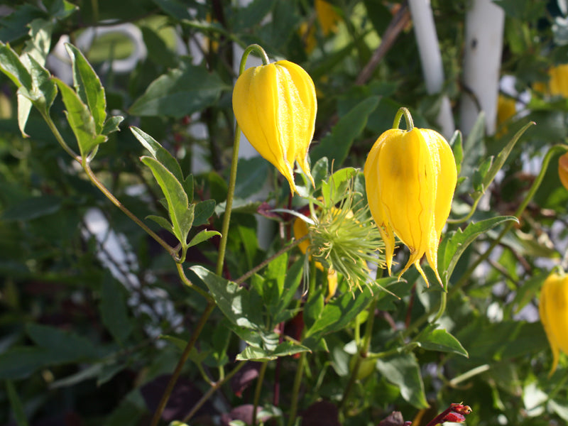 CLEMATIS TIBETANA  TANGUSTICA BIL VASO 16CM