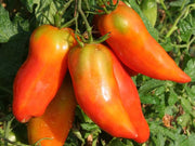 3 PIANTE IN VASO Ø10CM DI POMODORO SAN MARZANO GIGANTE A CORNO