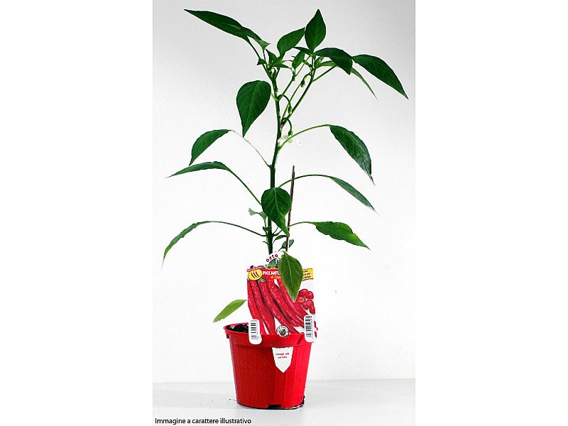 3 PIANTE IN VASO Ø 10CM DI PEPERONCINO DIAVOLICCHIO