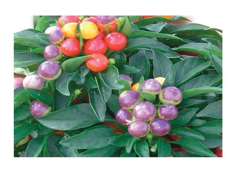 PIANTA DI PEPERONCINO MULTICOLORE CHIARA (IN VASO Ø 14CM)