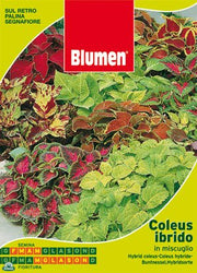 BUSTINA CON SEMI DI COLEUS HYBRIDUS IN MISCUGLIO