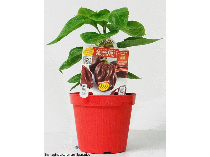 1 PIANTA IN VASO Ø14CM DI PEPERONCINO HOT CEDRINO ORTOMIO