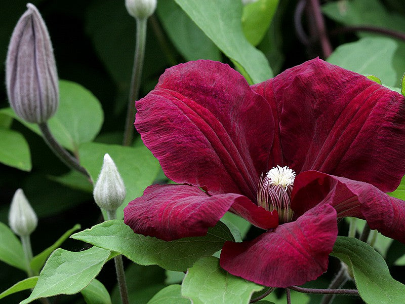 CLEMATIS ROUGE CARDINAL VASO 16CM