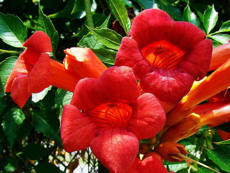 BIGNONIA CAMPSIS RADICANS FLAMENCO VASO 16CM