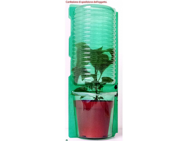 PIANTA DI PEPERONCINO HABANERO ROSSO (IN VASO Ø 14CM)