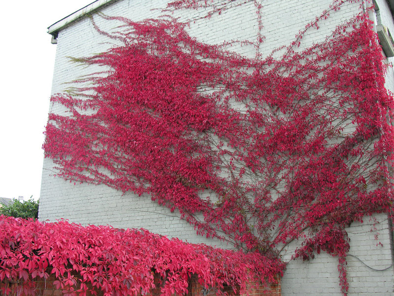 PARTHENOCISSUS QUINQUEFOLIA VASO 18CM