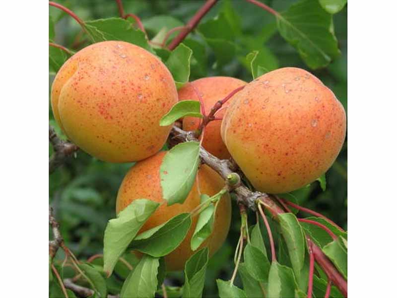 ALBICOCCO BULIDA (1 PIANTA)
