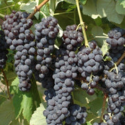 UVA FRAGOLA NERA (1 PIANTA IN PACK)