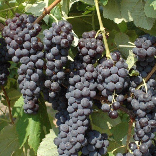UVA FRAGOLA NERA VASO IN VASO 18CM