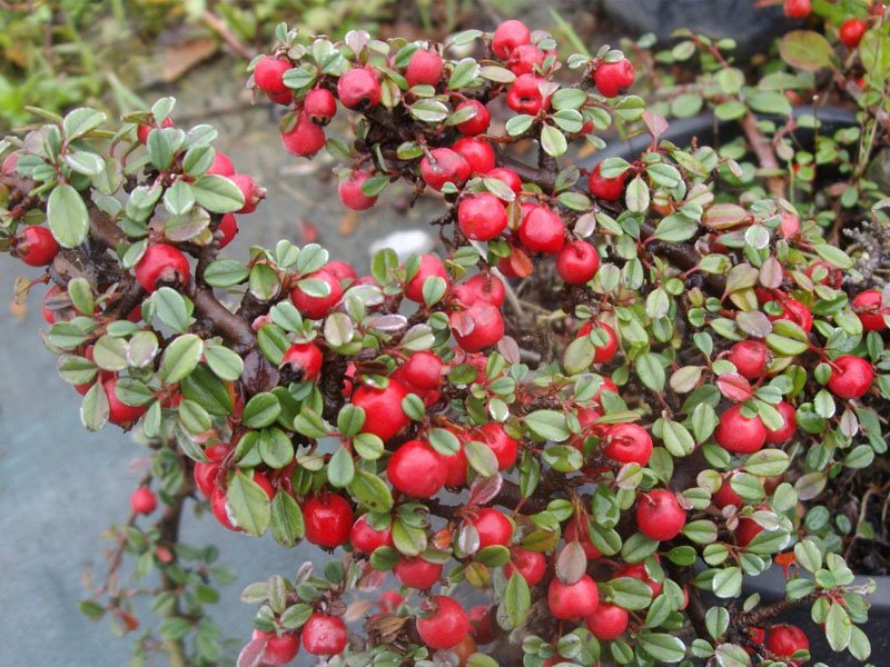 COTONEASTER QUEEN OF CARPETS VASO 14CM