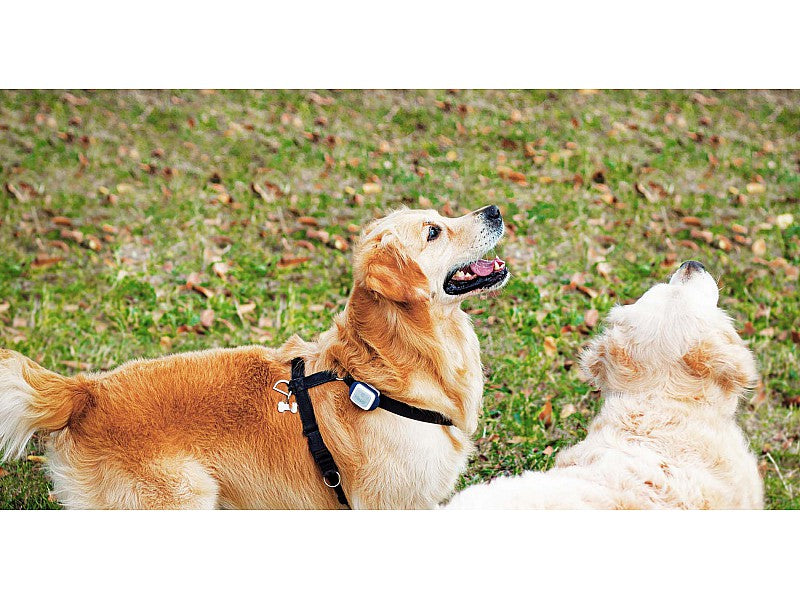 KIPPY IL RILEVATORE DI POSIZIONE GPS PER CANI E GATTI