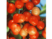 CILIEGIO NAPOLEON (1 PIANTA)