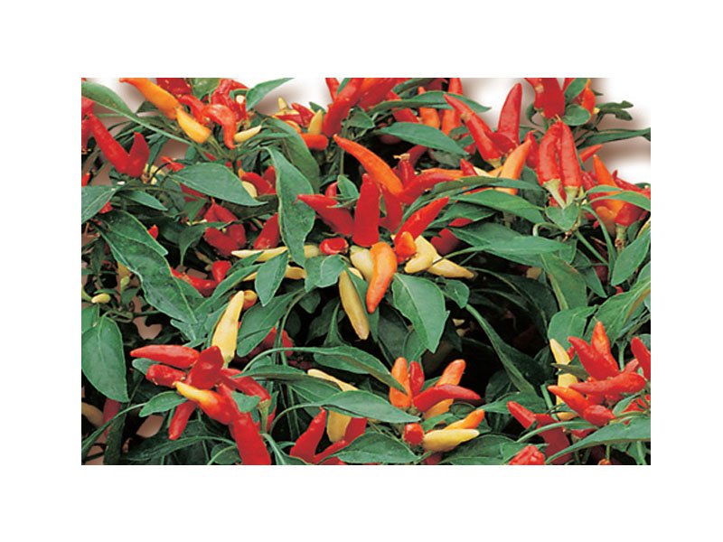 PIANTA DI PEPERONCINO FUOCO DELLA PRATERIA (IN VASO Ø 14CM)
