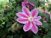 CLEMATIS PAT. DR RUPPEL VASO 16CM