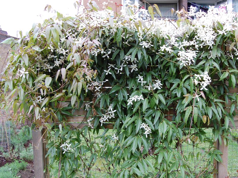 CLEMATIDE ARMANDII VASO 18CM